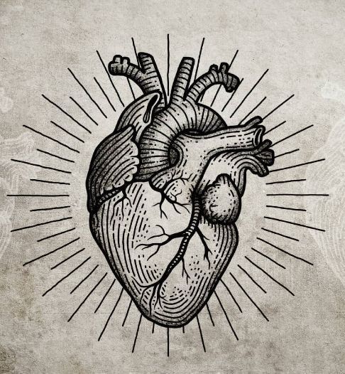 a drawing of a human heart with sunbursts on the side and rays coming out