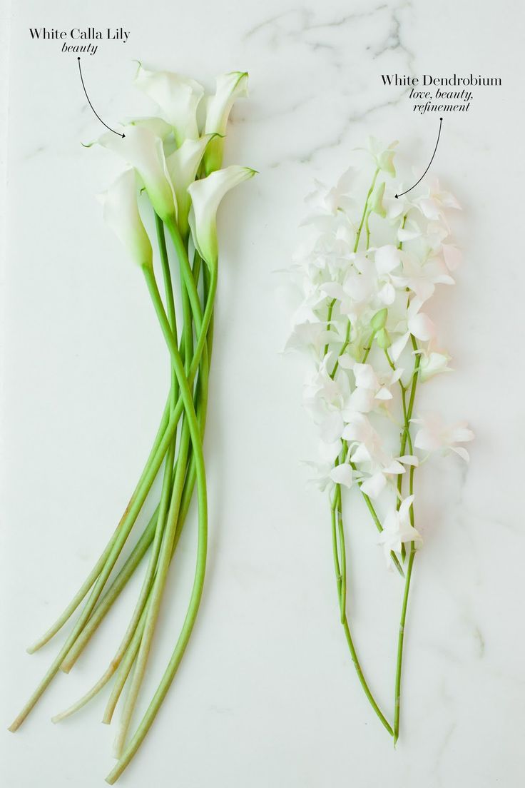 two different types of flowers sitting on a table next to each other, labeled with names