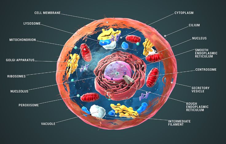 the structure of an animal cell labeled in all its major parts, including eggs and blood cells