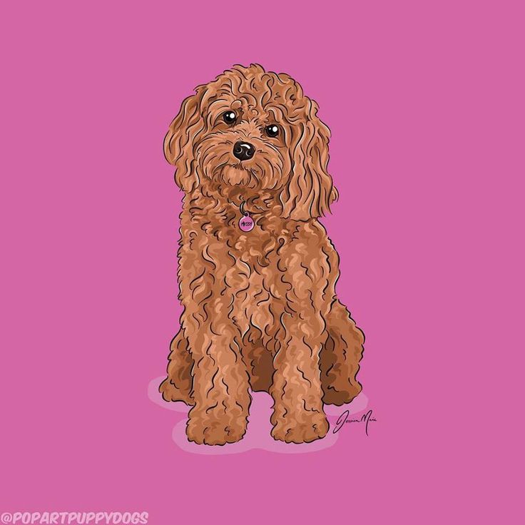 a brown dog sitting on top of a pink background