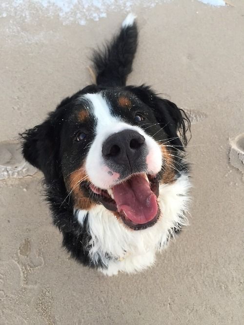 a close up of a dog on the beach