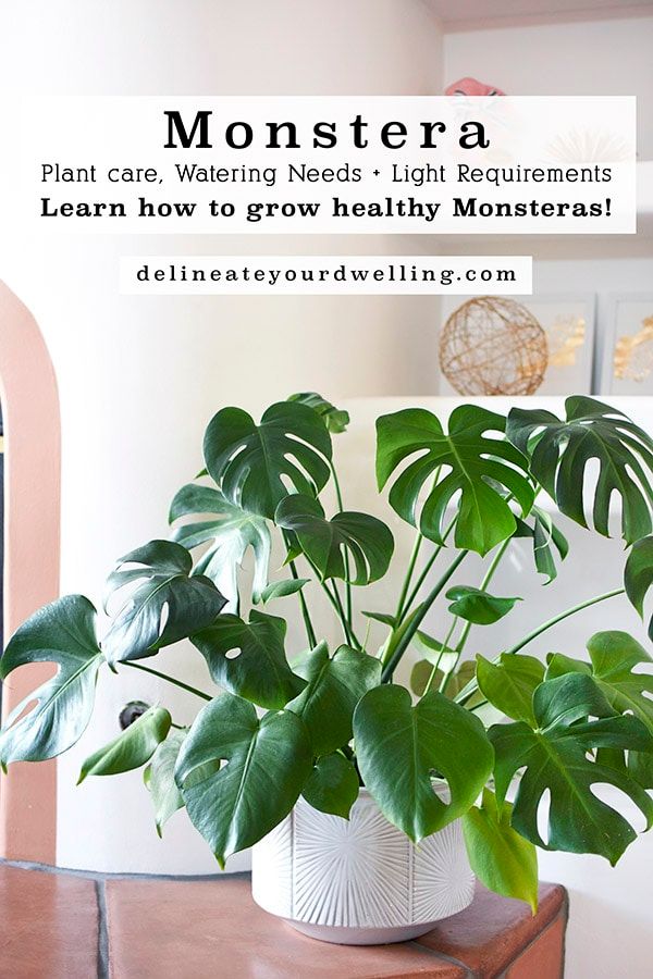 a houseplant plant sitting on top of a wooden table