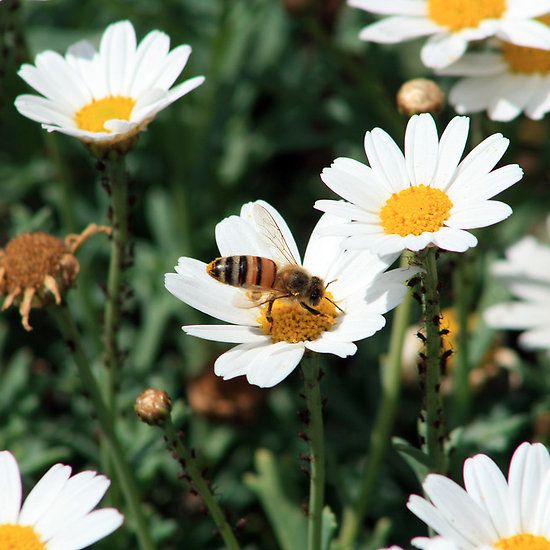 a bee sitting on top of a white flower next to some yellow and white flowers