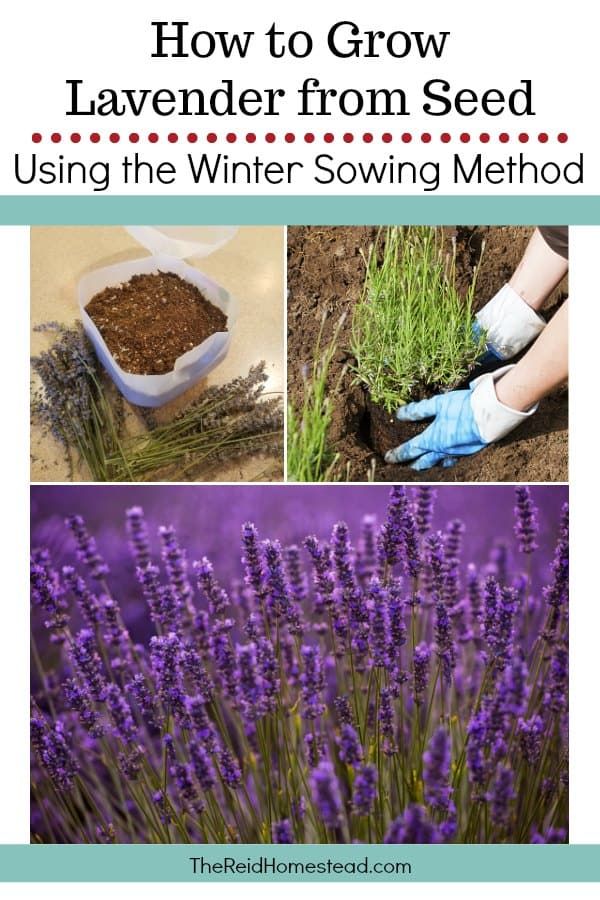 how to grow lavender from seed using the winter sowing method