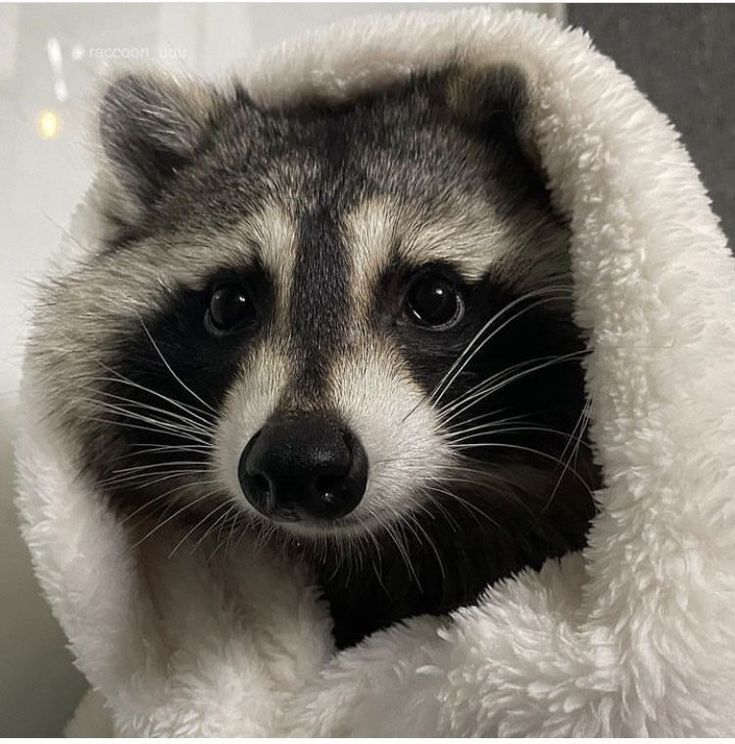 a raccoon is wrapped up in a blanket