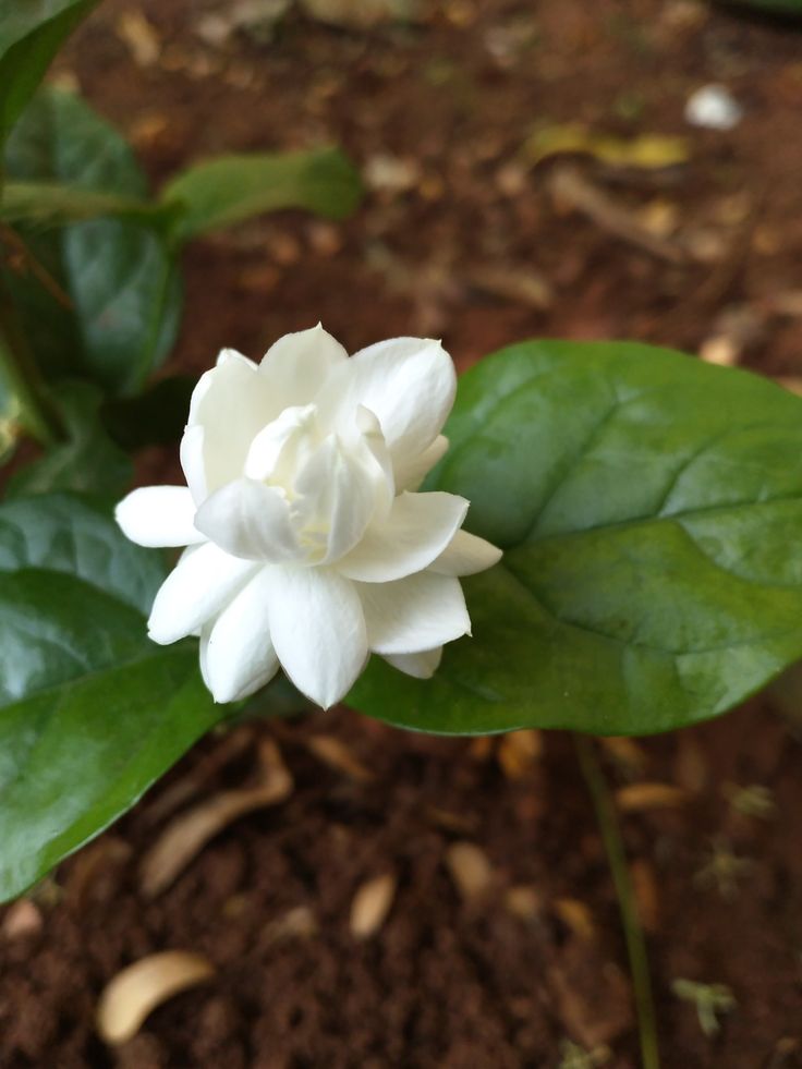 a white flower with green leaves on the ground