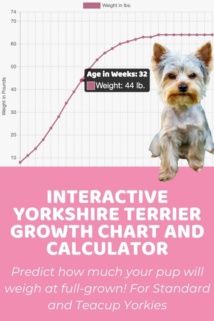 a small dog sitting on top of a pink sign with the words interactive yorkshire terrier growth chart and calculator