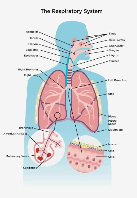 the anatomy of the human body and its major organs, including the lungs, stomachs,