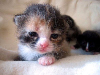 two kittens are laying down on a blanket