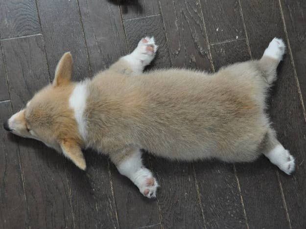 a small dog laying on top of a wooden floor