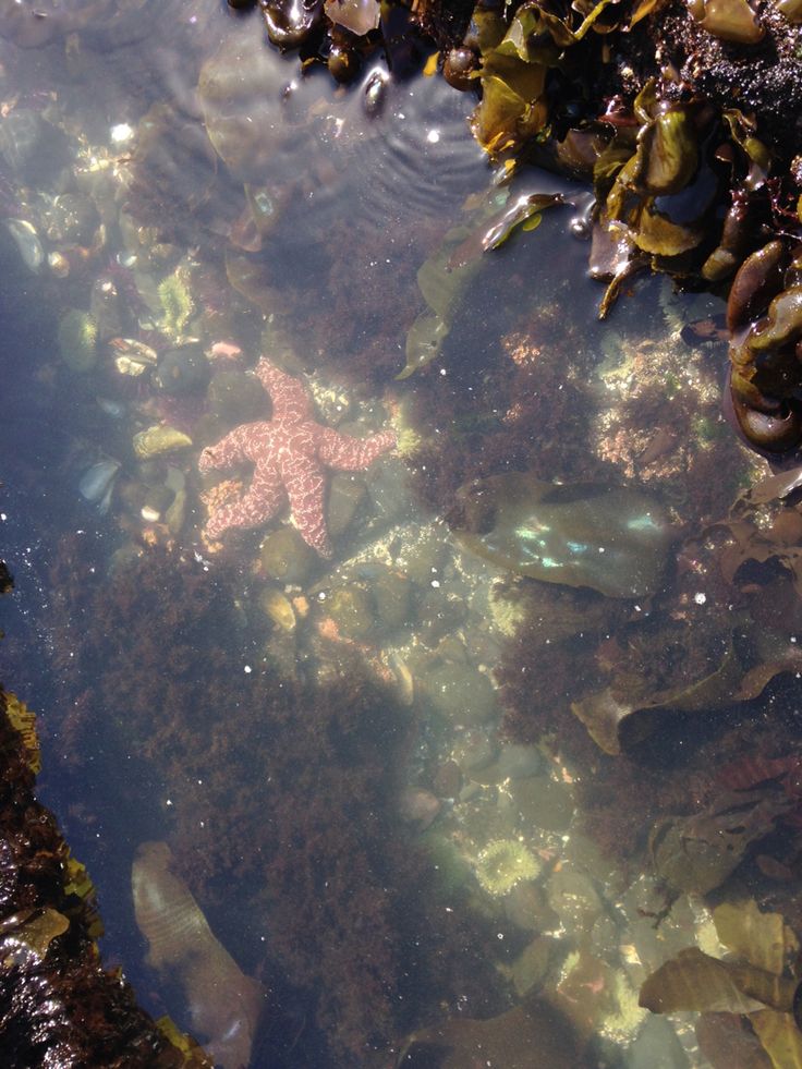 a starfish in shallow water surrounded by seaweed