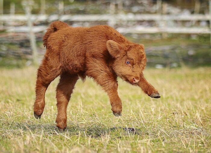 a baby calf is running through the grass