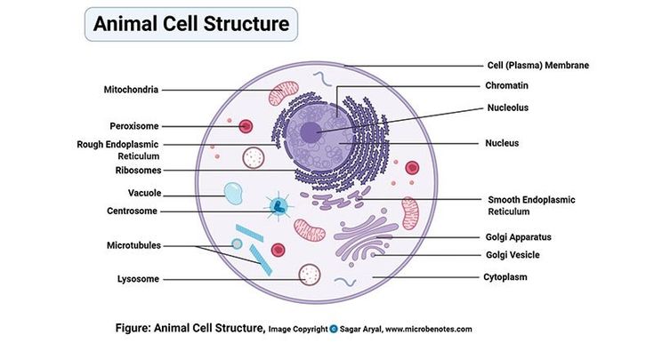 an animal cell structure with all the major parts labeled in it's own words