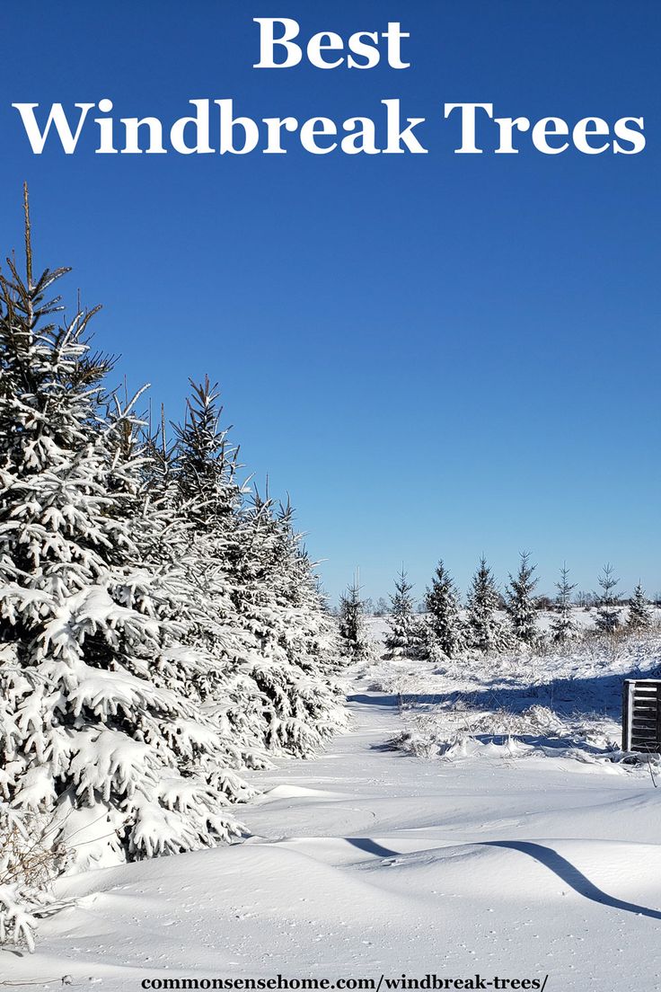 snow covered trees with the words best windbreak trees on it in front of a blue sky