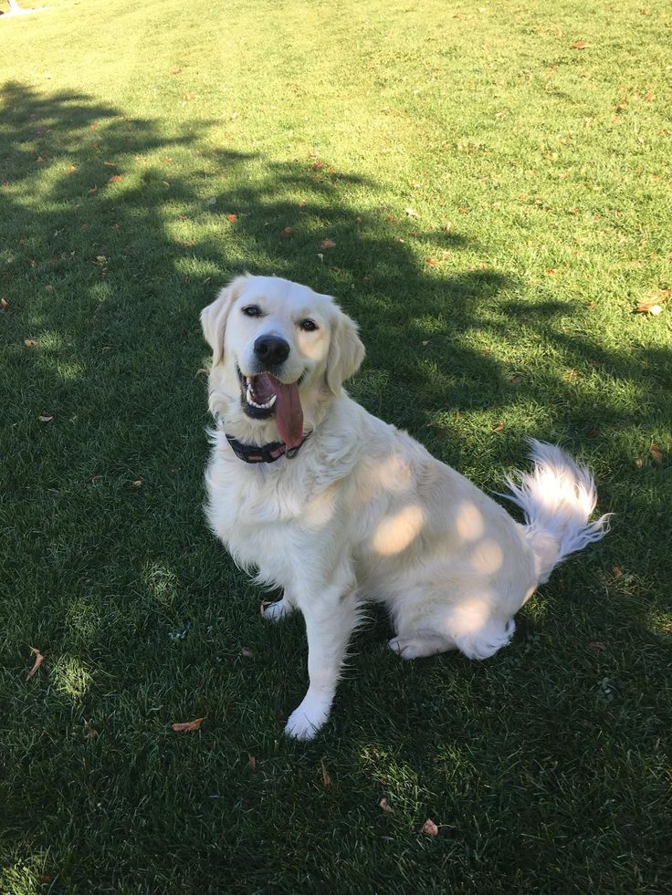 a large white dog sitting on top of a lush green grass covered park area next to a tree