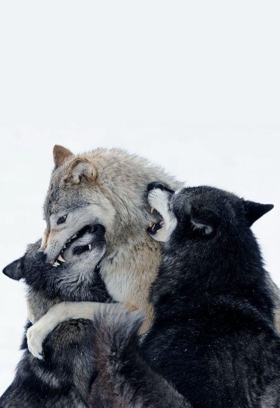 three wolfs playing in the snow with eachother's head on their back