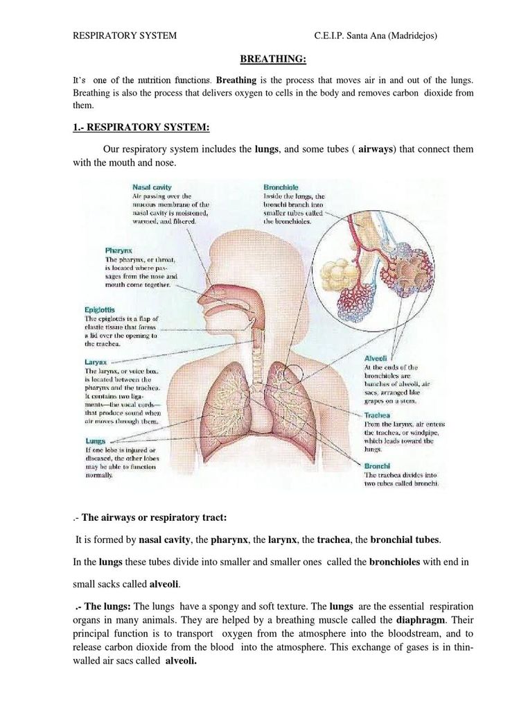 the diagram shows the location of the stomach and its major organs, including the lungs