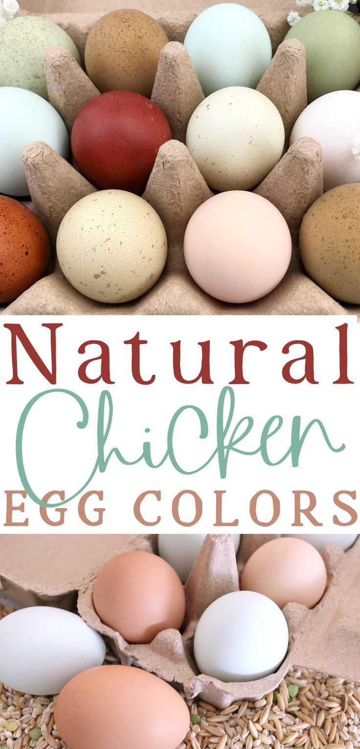 a pulp egg carton with a rainbow of speckled green, olive, blue, white, pink, peach, dark chocolate, and speckled brown eggs photographed in natural daylight with text that reads natural chicken egg colors Colored Chicken Eggs, Cinnamon Queen Chicken, Hen Breeds, Cinnamon Queen, Chicken Egg Colors, Chicken Coop Building Plans, Egg Colors, Chicken Coloring, Raising Chicks