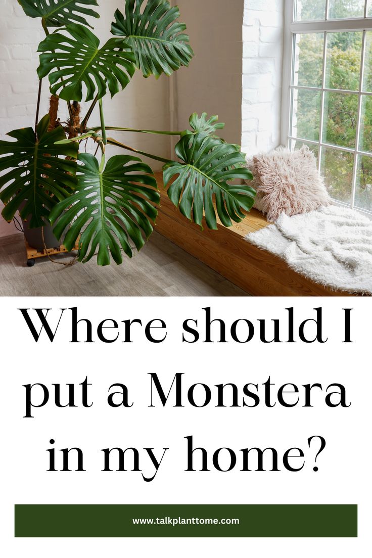 a houseplant with the words where should i put a monstera in my home?