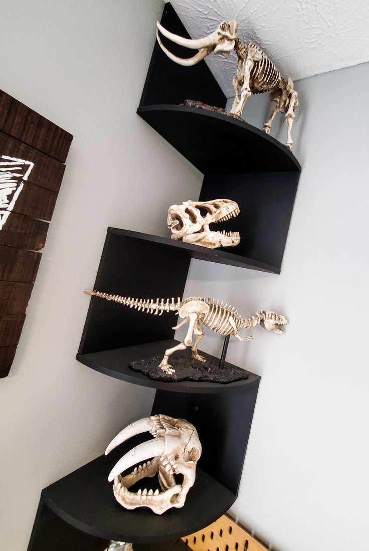 there are three shelves that have different types of skeletons on them