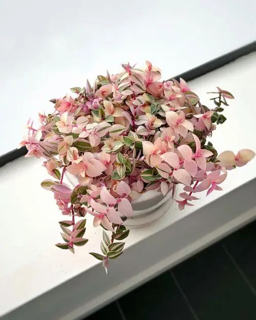 a potted plant with pink flowers sitting on a window sill in front of a white wall