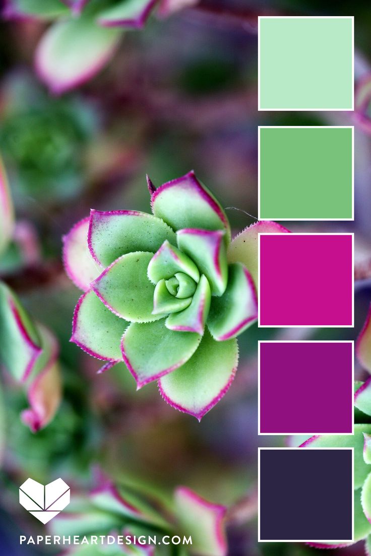 a green and purple color scheme with succulents