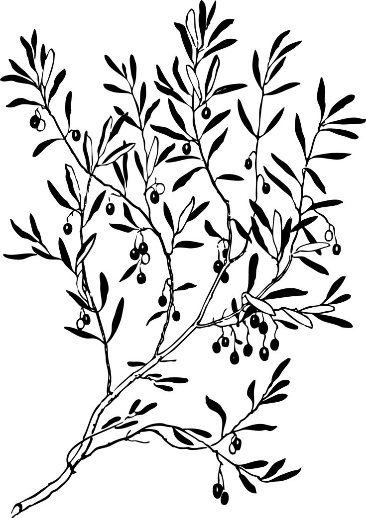 an old black and white drawing of a plant with berries on it's branches