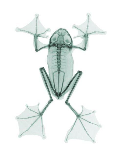 a frog skeleton with two umbrellas attached to it's back and the top part of its body