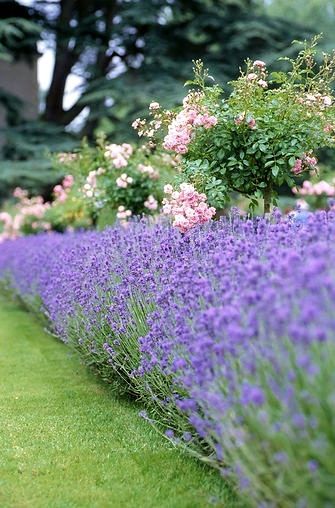 rows of lavender plants in front of a house