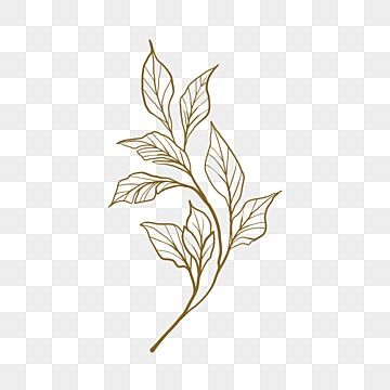 a line drawing of leaves on a white background, transparent png and psd