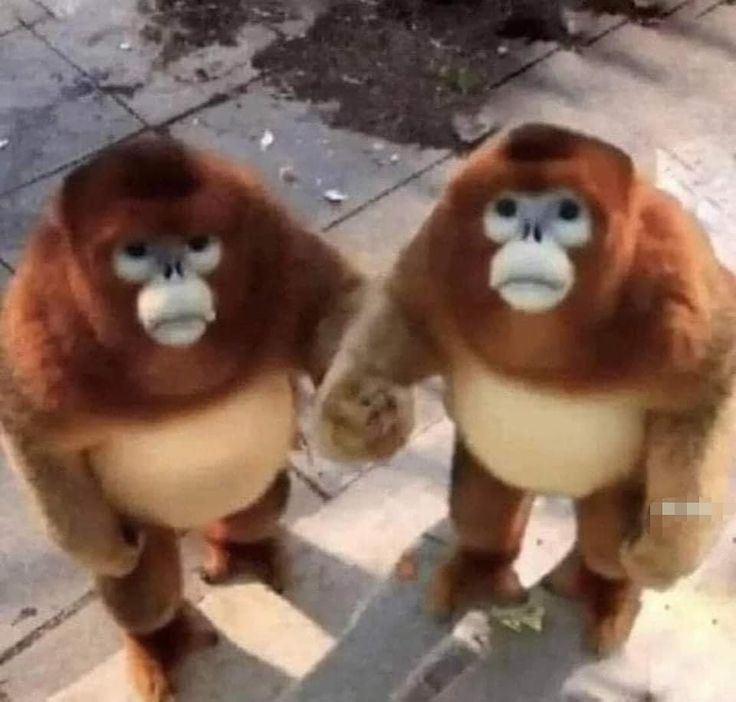 two monkeys standing next to each other with caption that reads, you're my prime mate this valentines day