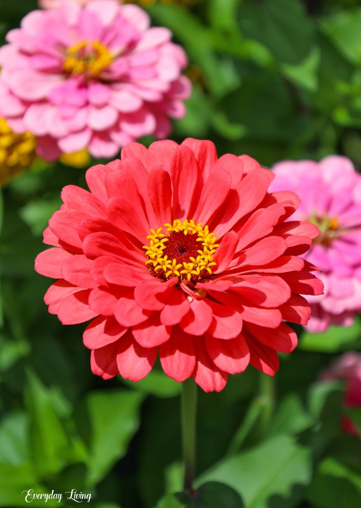 red and pink flowers with green leaves in the backgrounnd, closeup