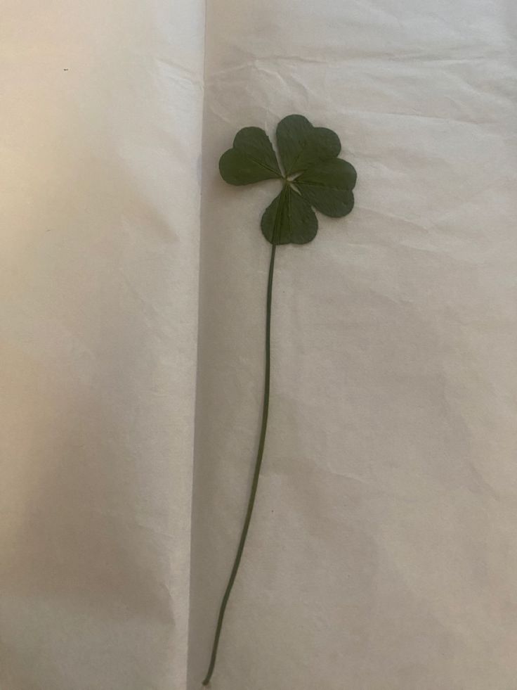 #lucky #fourleafclover #green The Lucky List Aesthetic, Four Leaf Clover Wallpaper Aesthetic, Clover Aesthetic Wallpaper, Shamrock Aesthetic, Clover Wallpaper Aesthetic, Four Leaf Clover Aesthetic, Four Leaf Clover Wallpaper, Lucky Aesthetic, Clover Aesthetic