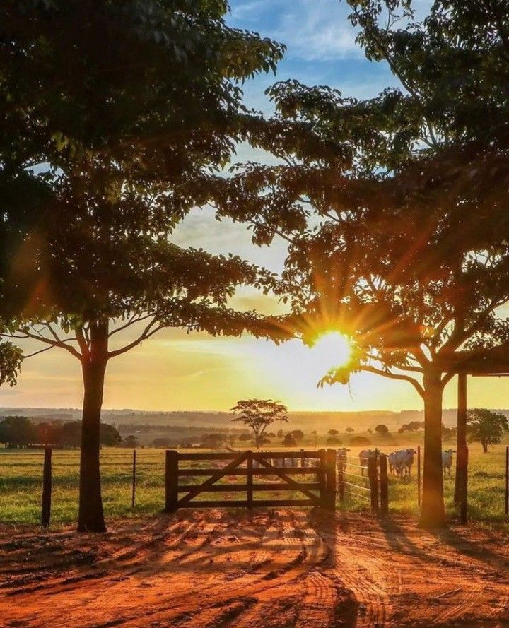 the sun is setting behind some trees on a dirt road with cattle grazing in the distance