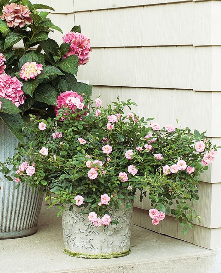 some pink flowers are sitting in buckets on the porch