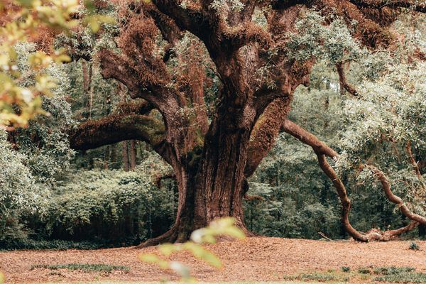 an old tree in the middle of a forest