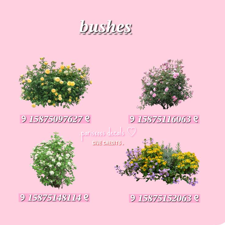 the bushies are all different types of flowers