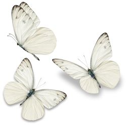 three white butterflies on a white background stock photo - image 349874