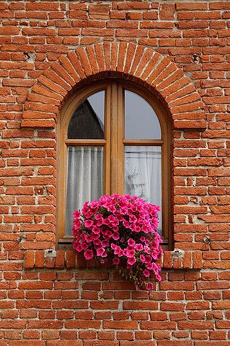 pink flowers in a window box on the side of a brick building