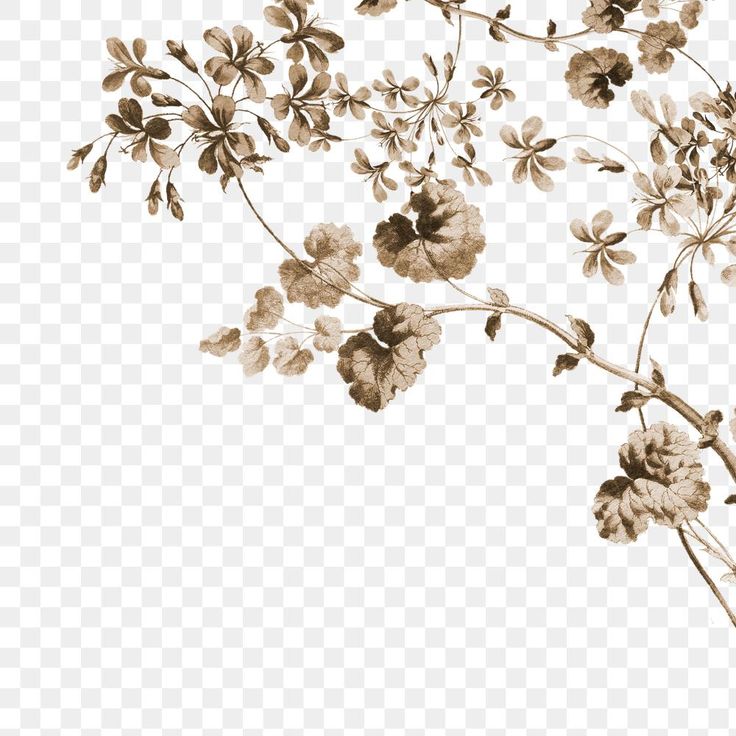 black and white flowers on a transparent background png image with no background, transparent