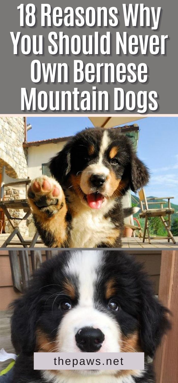 Funny Bernese Mountain Dog Memes, Mountain Dogs Bernese, Bernie Mountain Dog, Mountain Bernese Puppy, Bernese Mix Dogs, Bermease Mountain Dog, Bernie’s Mountain Dog Puppy, Great Bernese Mountain Dog, Cute Bernese Mountain Dog Puppies