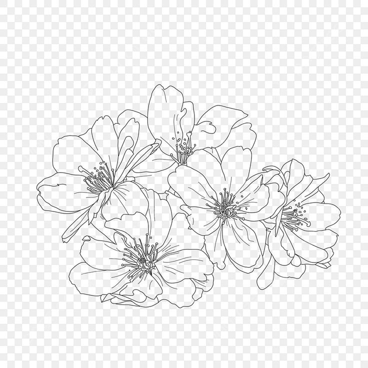 some flowers on a white background with no background, hd png downloads to be used