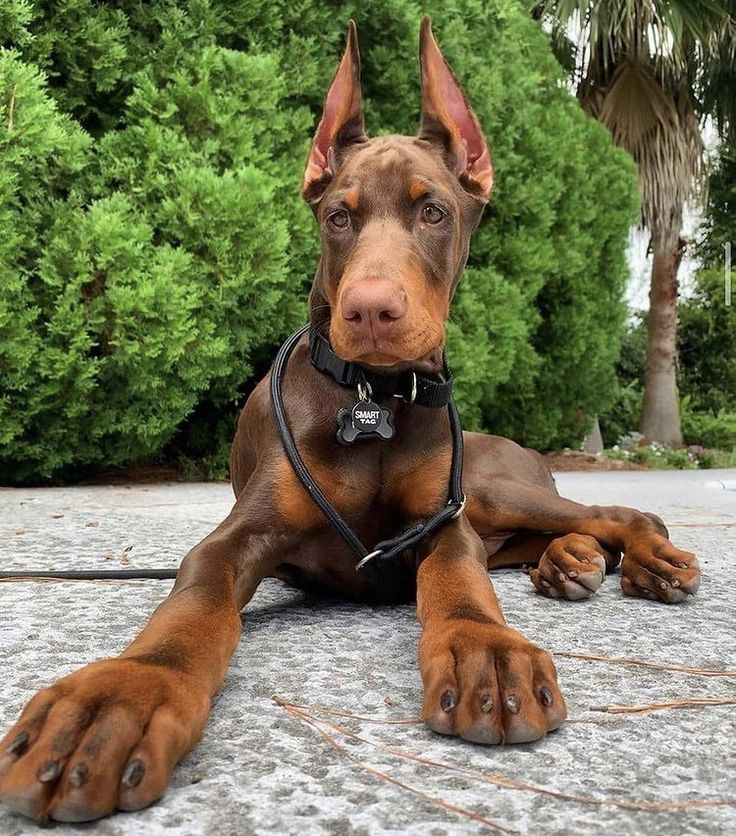 a brown and black dog laying on top of a cement floor next to some trees