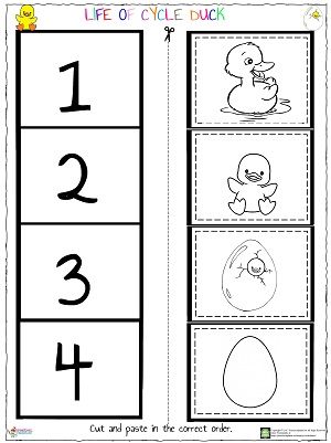 the printable worksheet for numbers 1, 2, and 3 with pictures of ducks