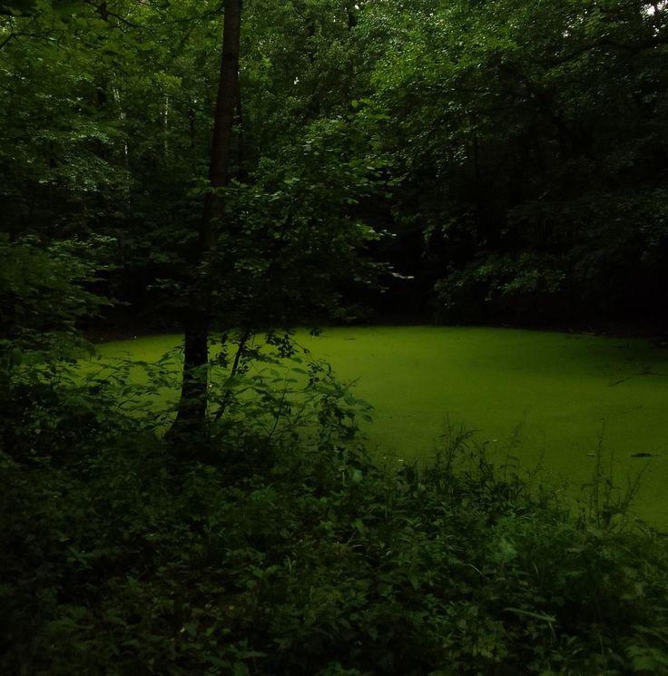 a green pond surrounded by trees and bushes