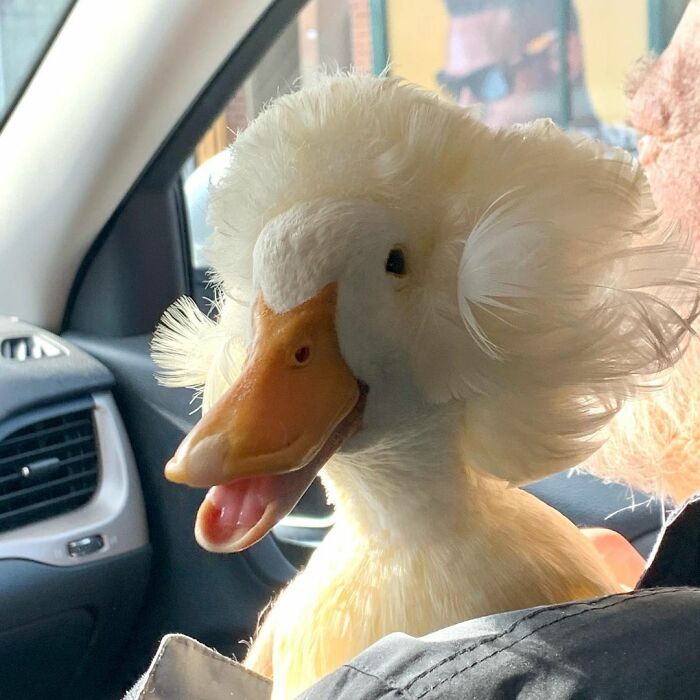 a duck with its tongue out sitting in a car