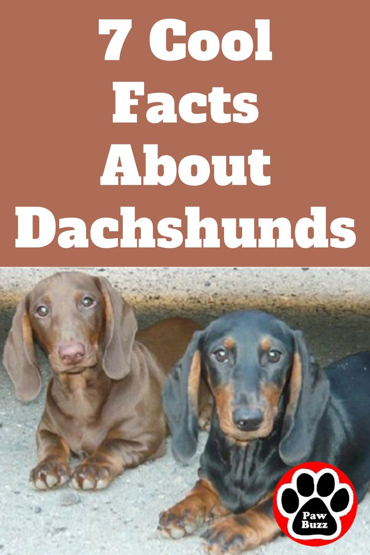 two dachshunds sitting next to each other with the words 7 cool fact about dachshunds