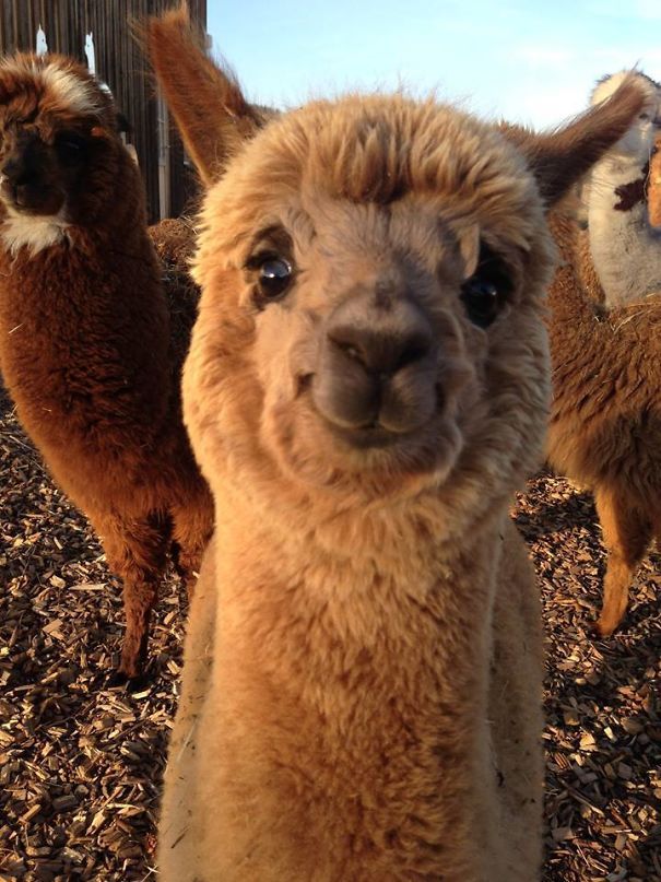 an alpaca looking at the camera with its eyes wide open and tongue out