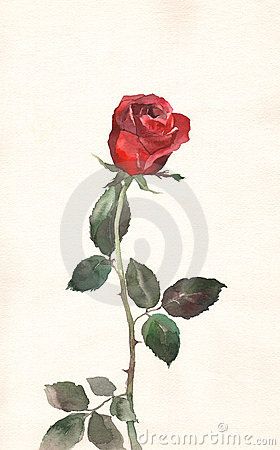 a watercolor painting of a single red rose