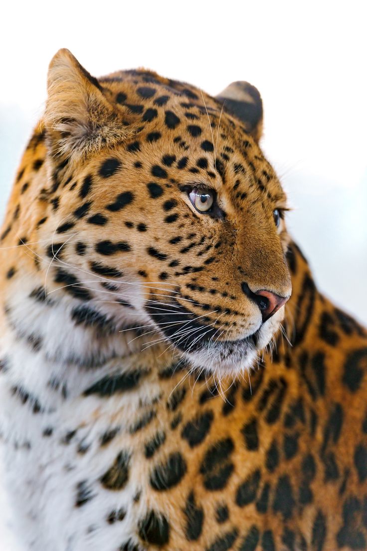 a close up of a leopard looking off into the distance